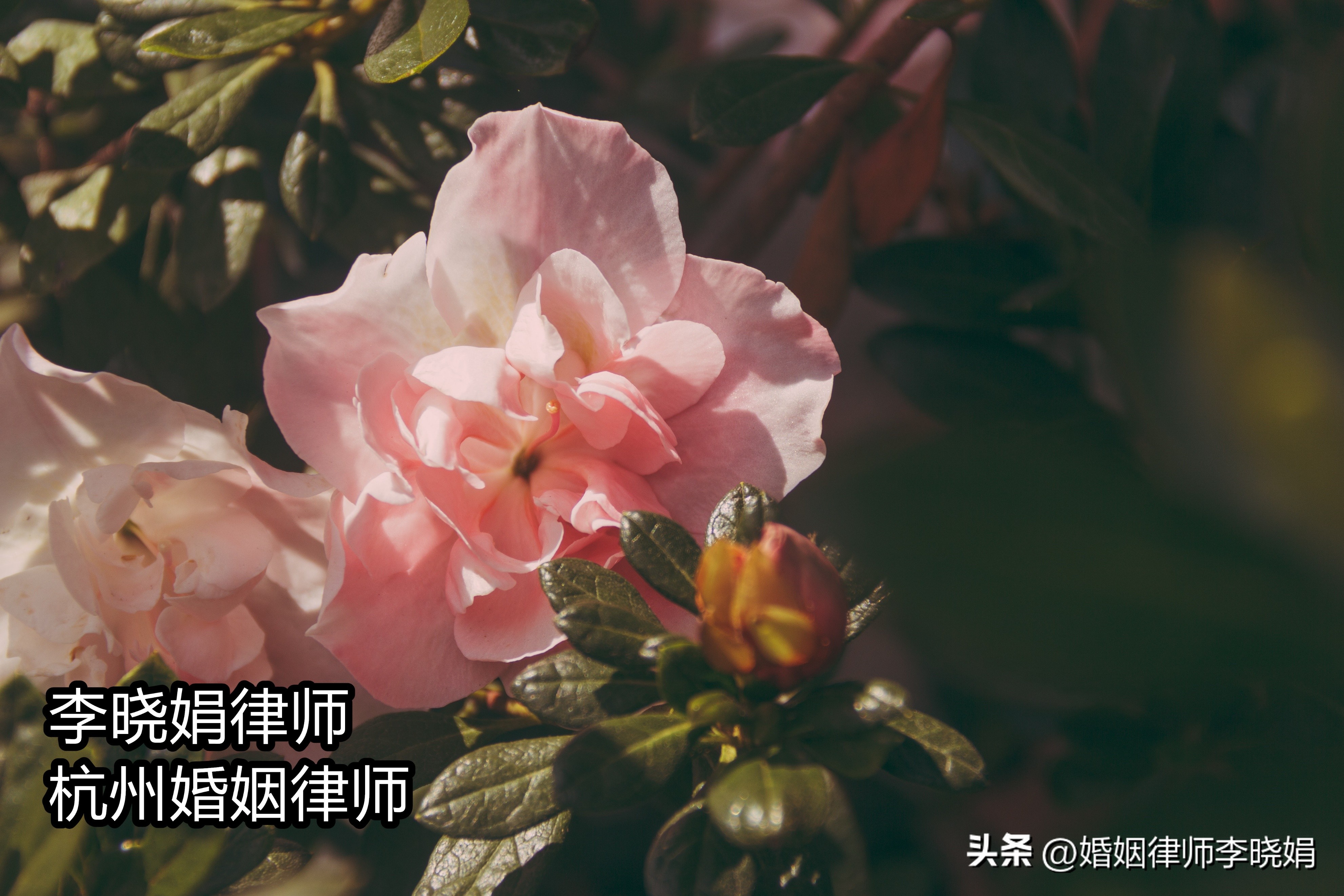 杭州西湖区离婚纠纷律师,杭州地区起诉离婚律师找谁好