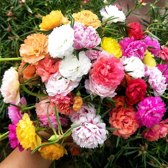 立夏已过进夏季,立夏已至百花齐放