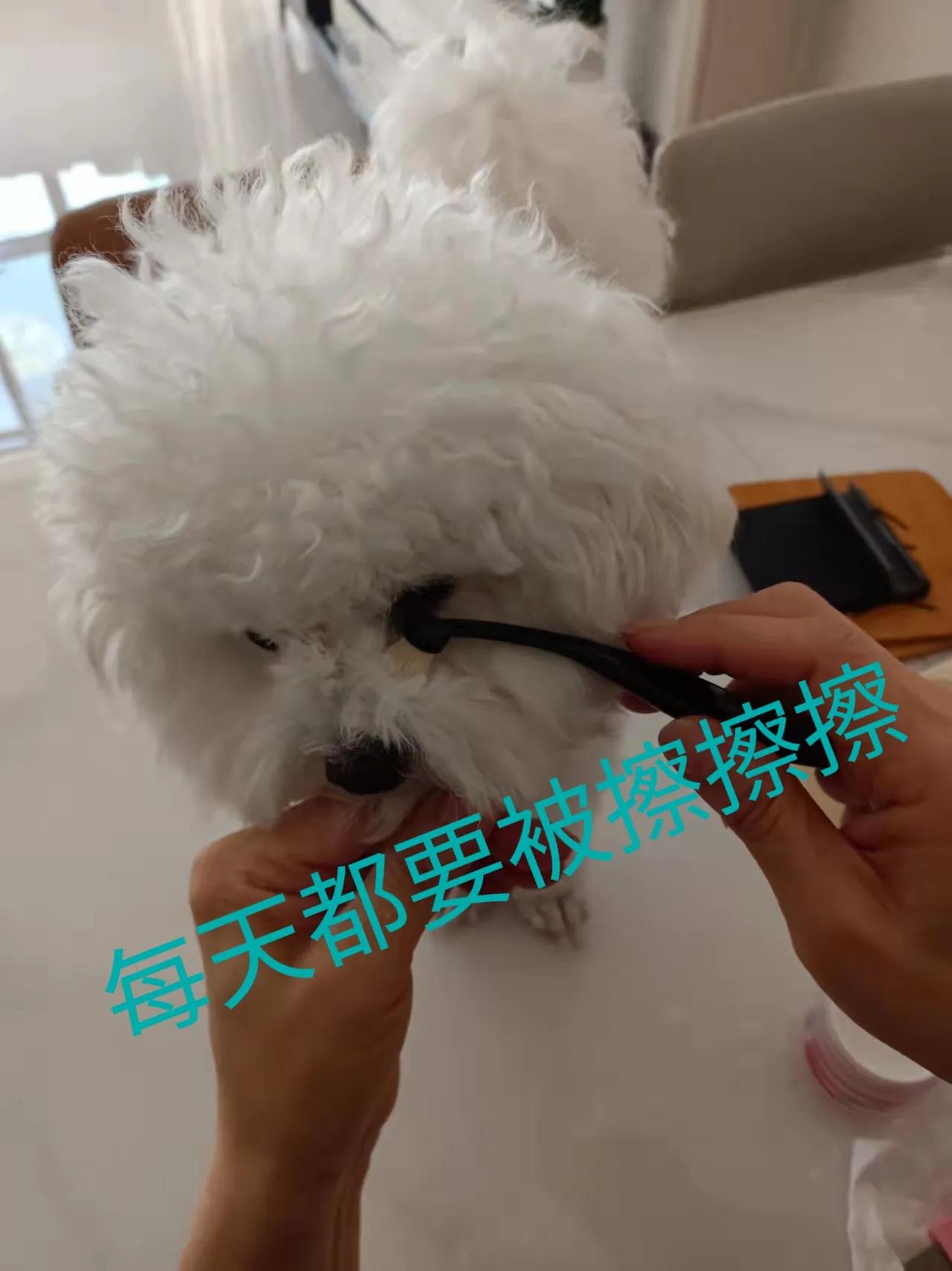 我终于把果冻的泪痕养没了