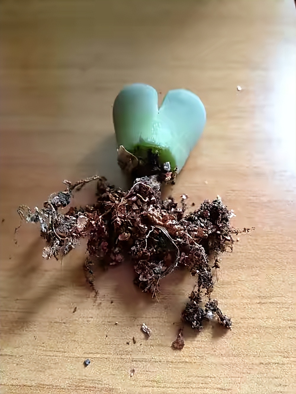 养了一年的生石花你们看品相如何,多肉生石花介绍养护方法推荐