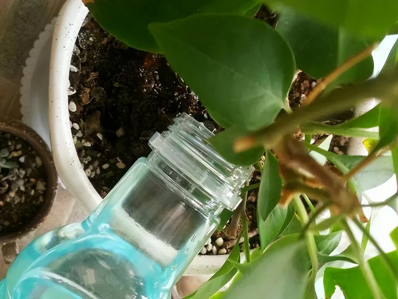 花多多2号浇花的比例,花多多1号浇花多久见效