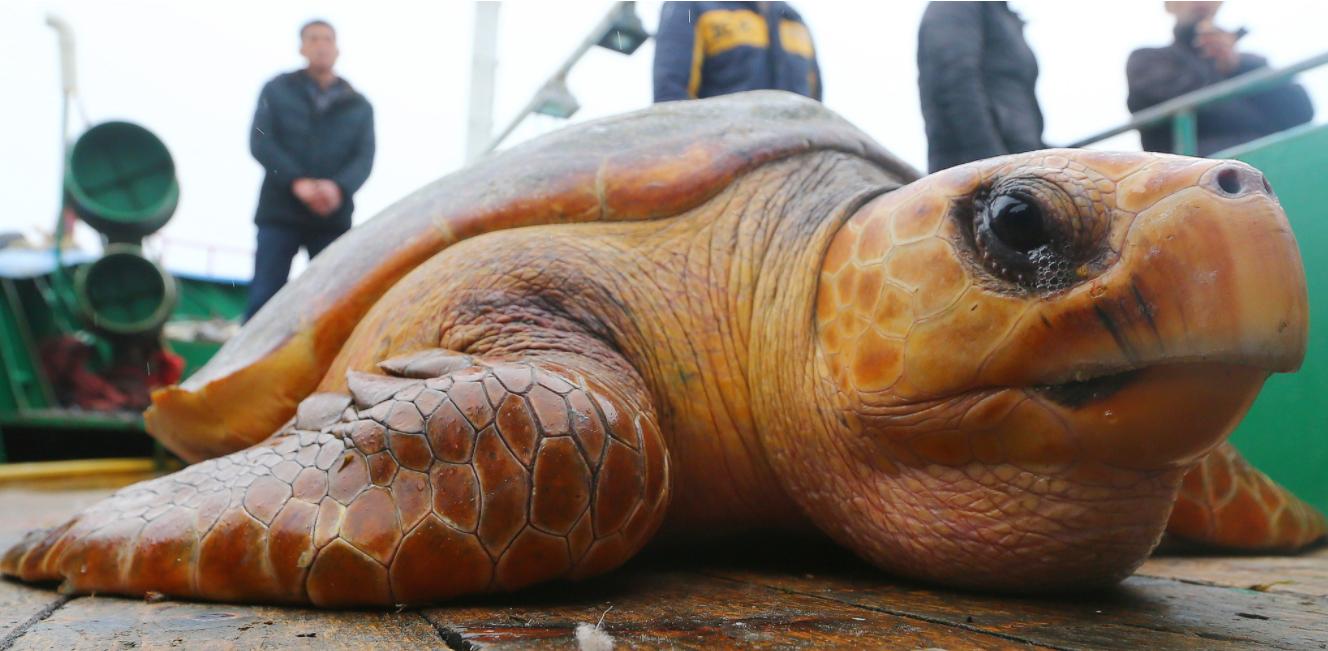 灵隐寺旁现大量乌龟死亡,投毒杭州事件