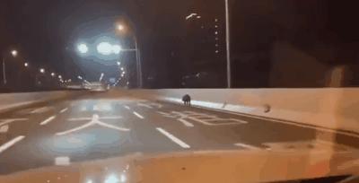 “居家”措施一个多月，曾经繁华的人民广场被流浪猫们占领啦