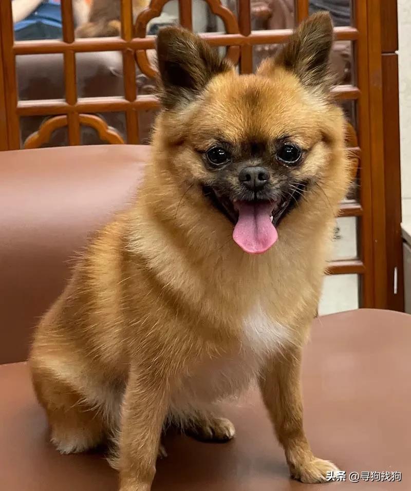 最新无锡中华田园犬领养,合肥寻找中华田园犬