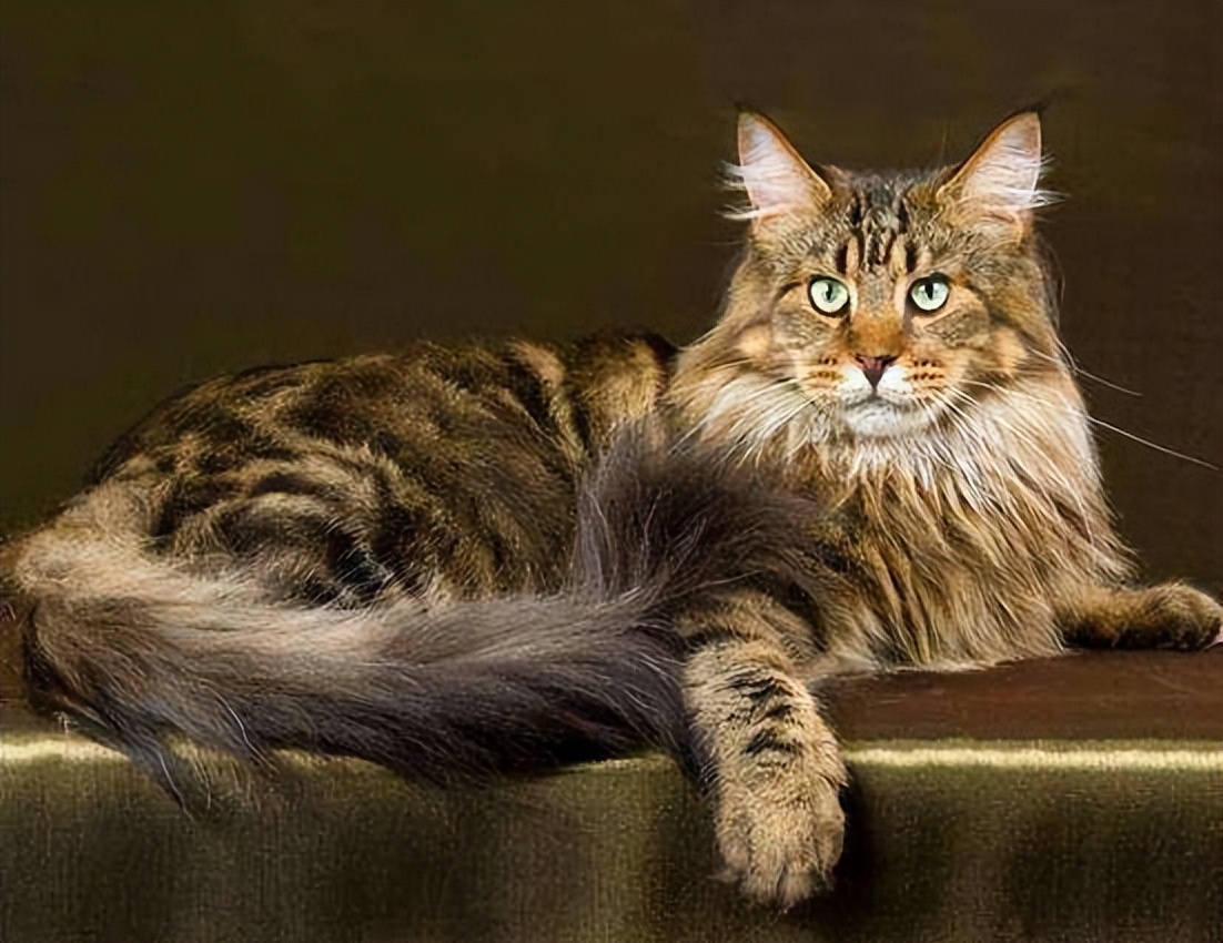 缅因猫最便宜多少钱一只,缅因猫最便宜多少一只