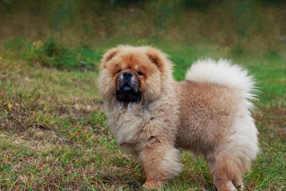 松狮犬的优点和缺点有哪些,土松狮犬优缺点