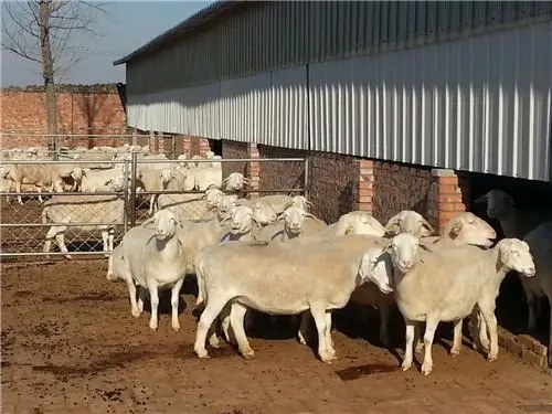 如何提高羊生长速度,怎么提高养殖山羊的膻味