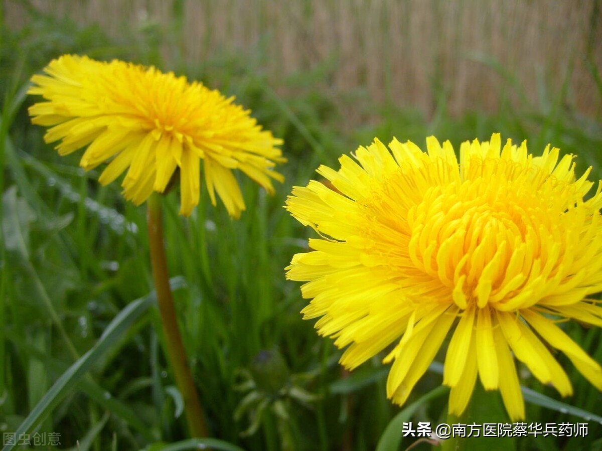 春日吃花,夏日吃瓜!有何道理?春天有哪些花可吃,各有什么作用