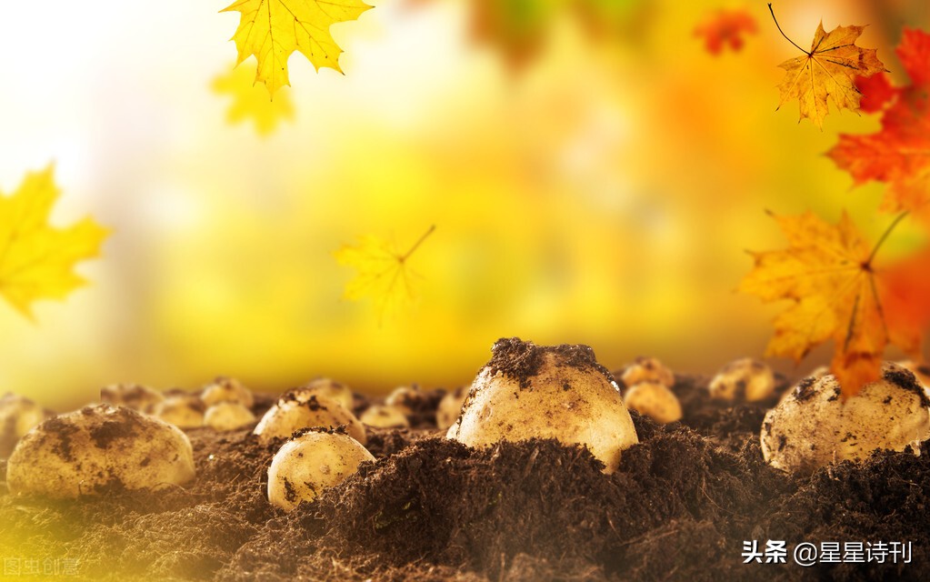 2022短诗大赛,2021年短诗大赛