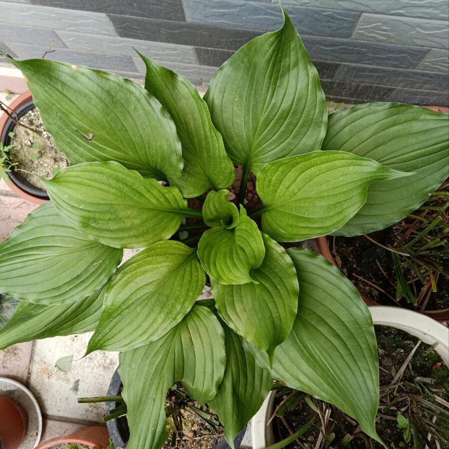 玉簪花怎么养最好,玉簪花怎样养才能开花