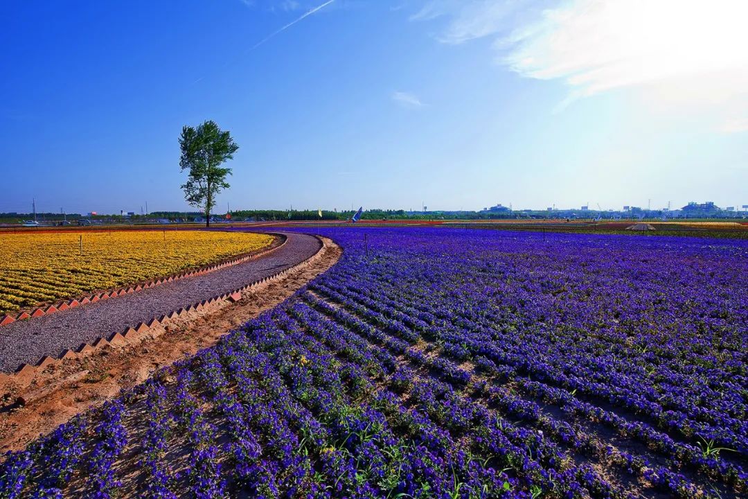 乡村振兴100讲全集,100个经典乡村振兴案例