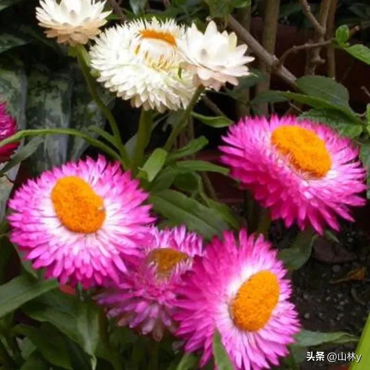 十大绝美花朵,绝美花朵视频