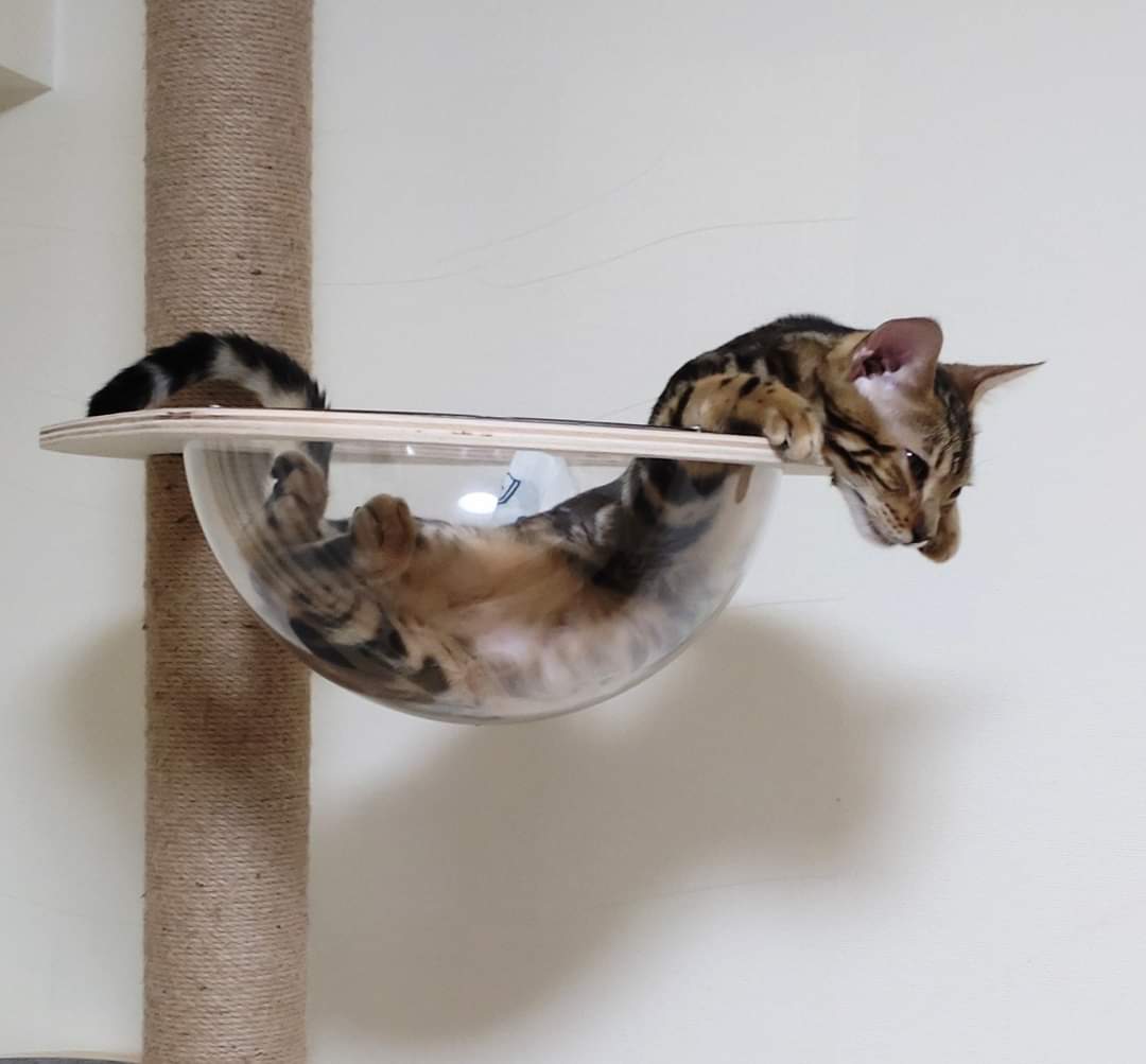 液体猫猫大合集！有毛巾嘛？我们家的小猫又流出来啦