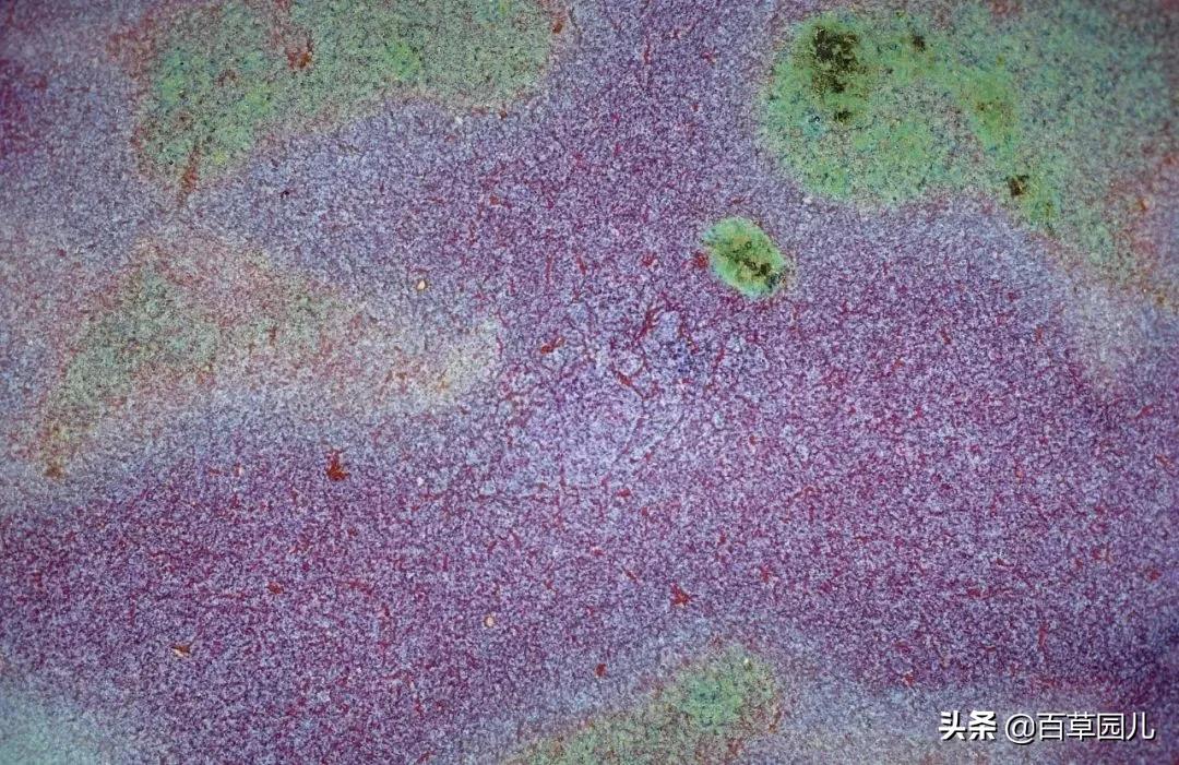 钧窑碗价格一万元,紫口铁足南宋官窑碗拍卖记录