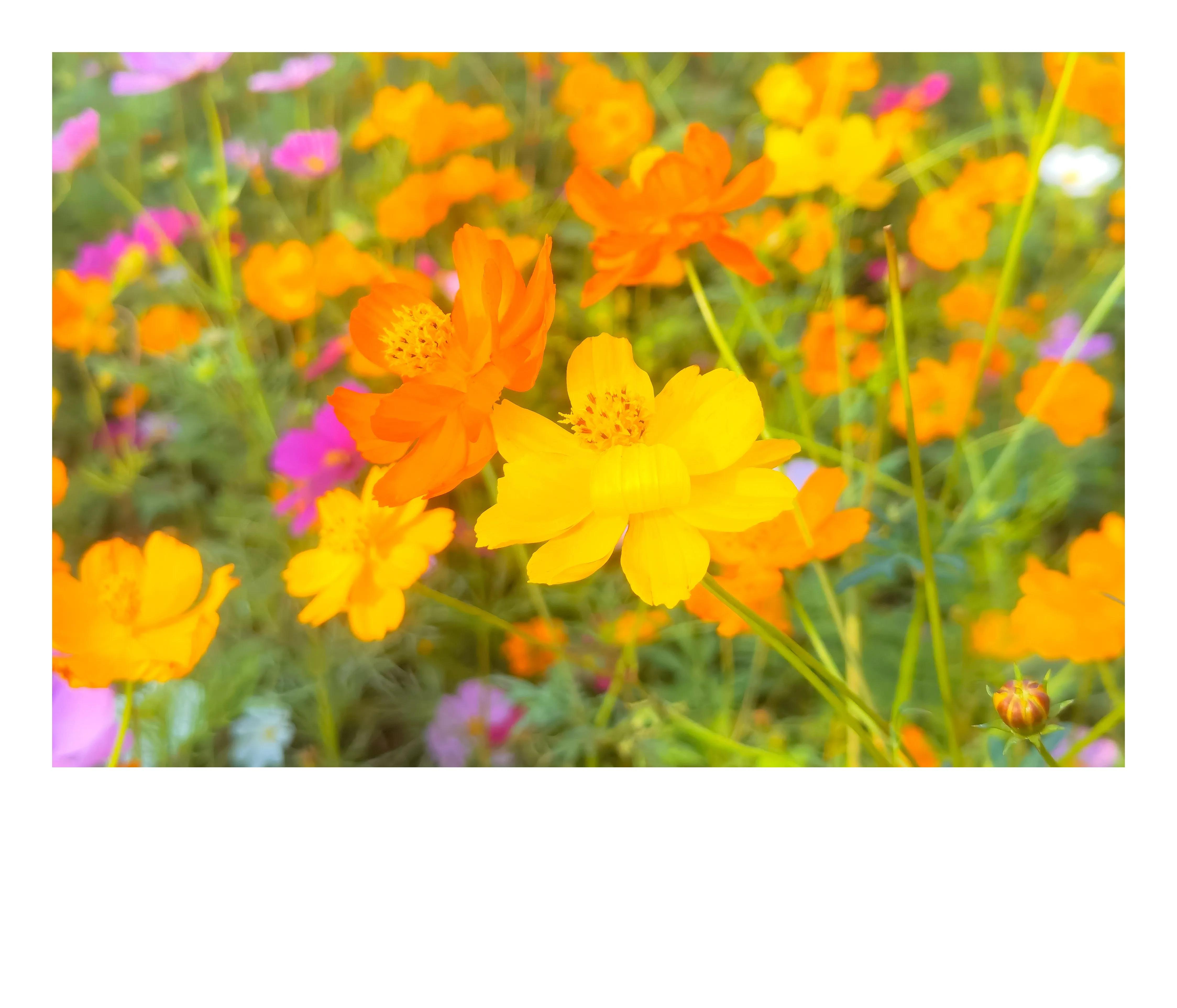 奥森公园里秋意图片,奥森公园的秋花也很漂亮