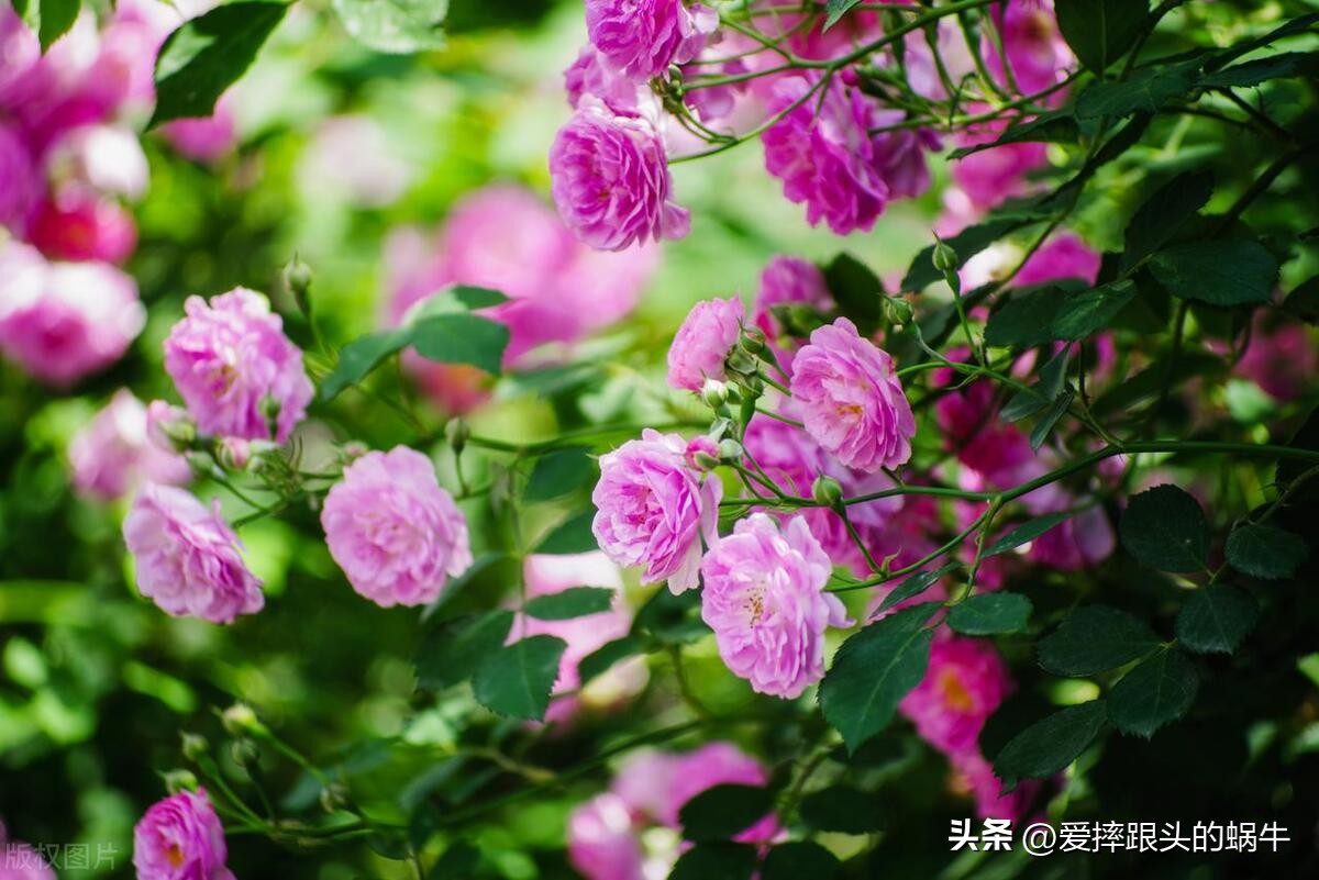 生如夏花灿烂的时候,生如夏花绚烂绽放歌曲视频