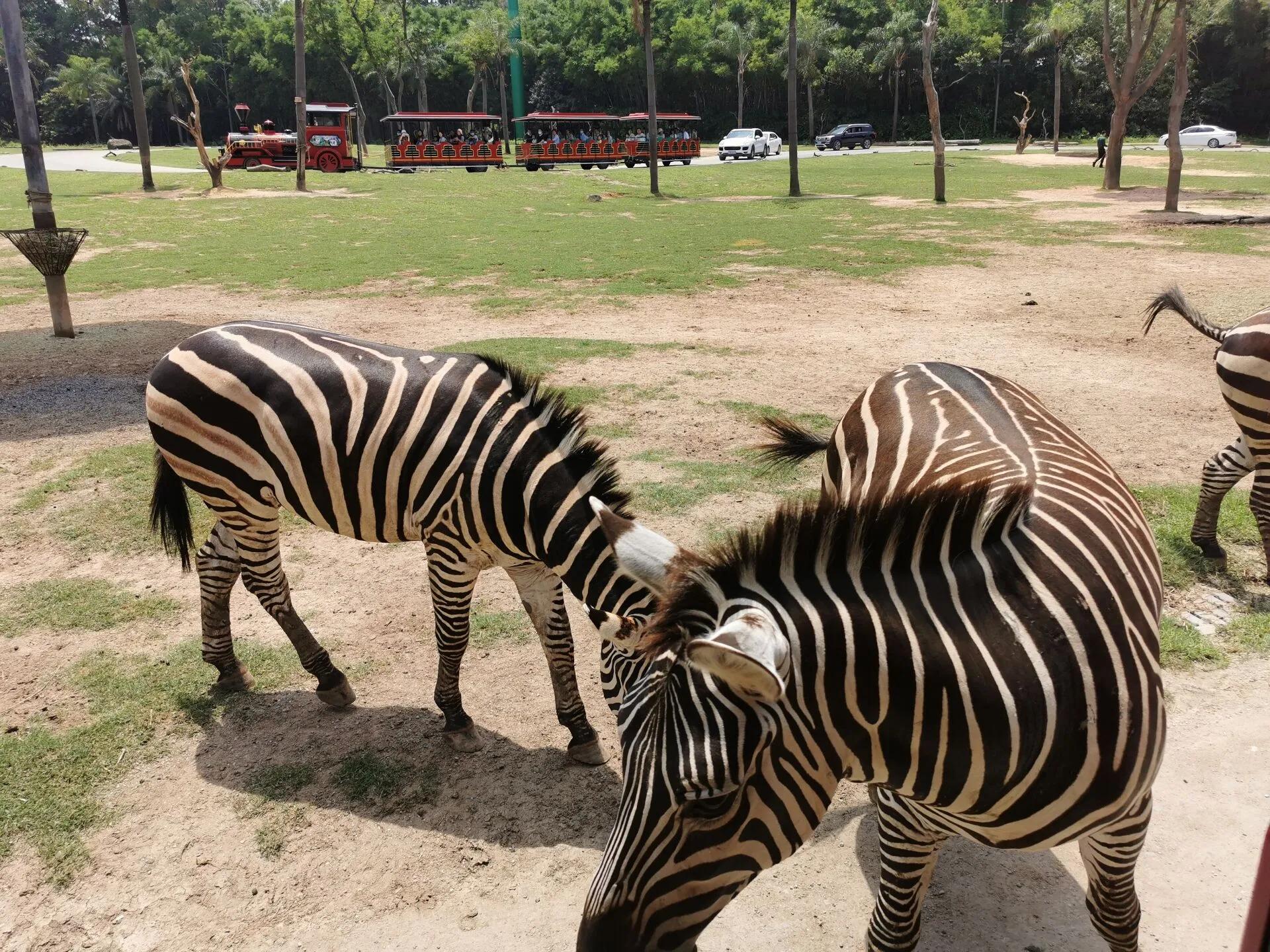 广州长隆野生动物世界有大象吗,广州长隆野生动物世界有多少动物