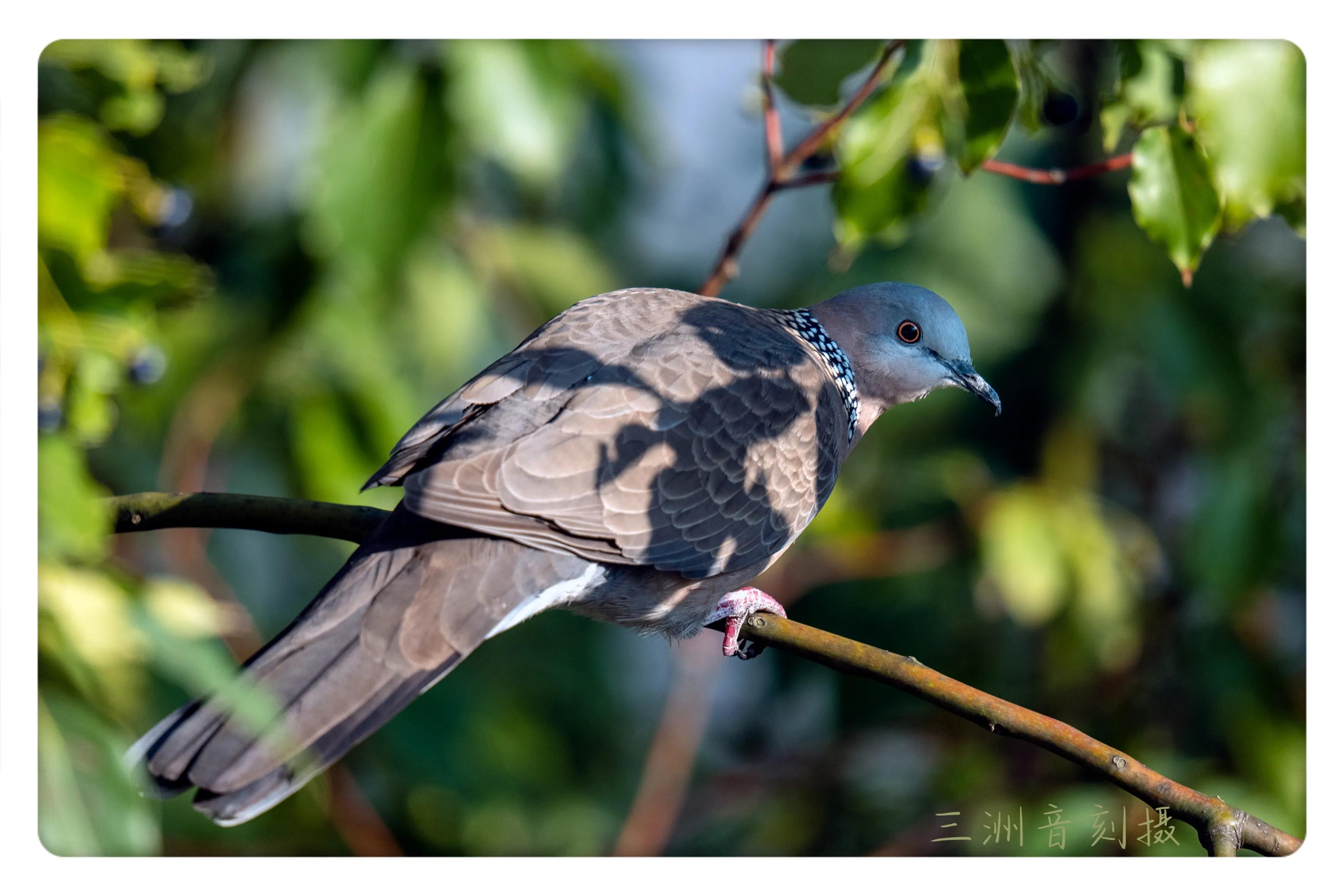 上海国际汽车城安亭,上海安亭国际汽车城