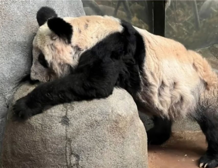 尼克松访华：假装讨要烟盒上的熊猫图案，周总理直接送出两只真的