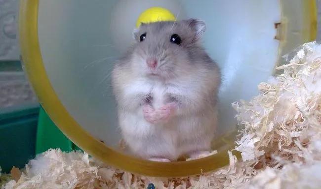 几种好养的宠物便宜学生党粘人,养什么宠物安全又干净又可爱