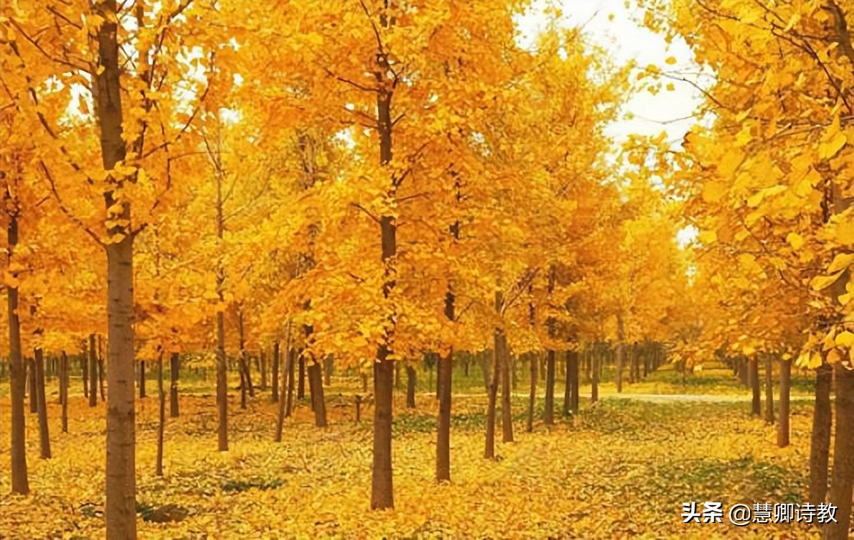 满分作文我的植物朋友三年级,满分作文我的植物朋友300字