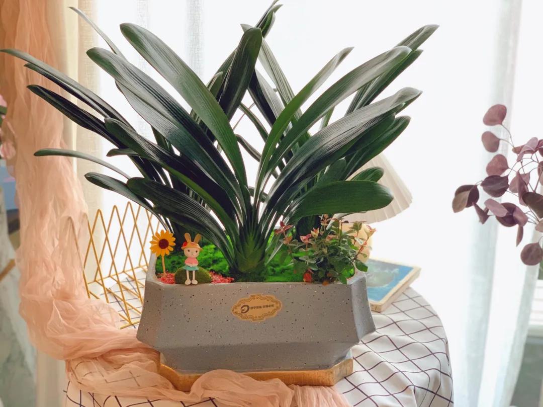 能吸烟的绿植有哪些,家里吸烟养什么绿植