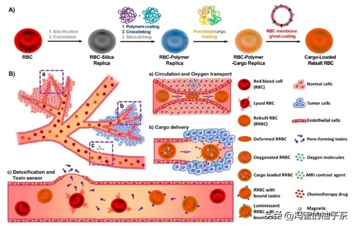 探索人工多酶网络构建代谢的优势:一种新的途径吗？