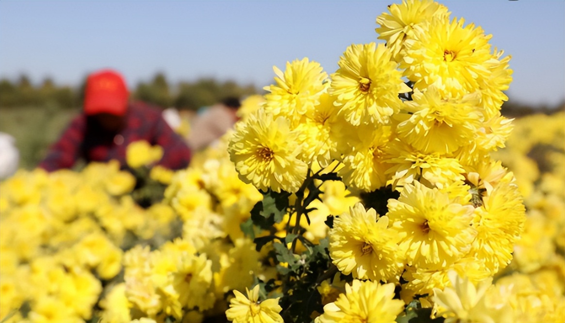 爱喝菊花茶但是菊花寒凉怎么解决,爱喝菊花泡枸杞