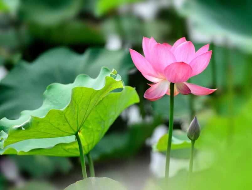 荷花的各种雅称大全,诗词中的荷花代表什么