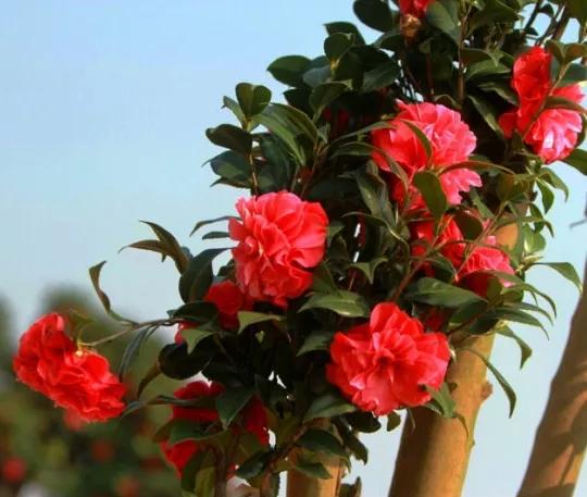 波浪山茶花,海岛山茶花