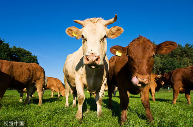 母牛屡配不孕症状和治疗,小母牛屡配不孕的原因及解决办法