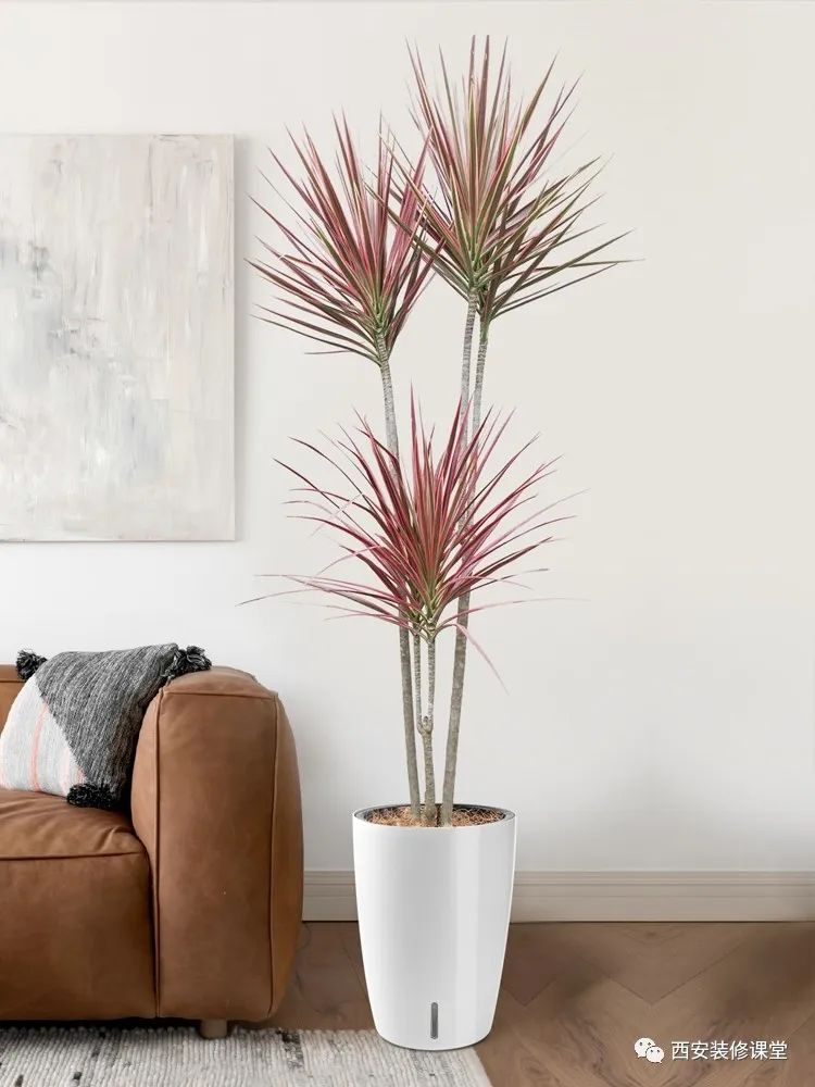 室内绿植软装搭配案例怎么摆,绿植与轻奢结合的软装搭配