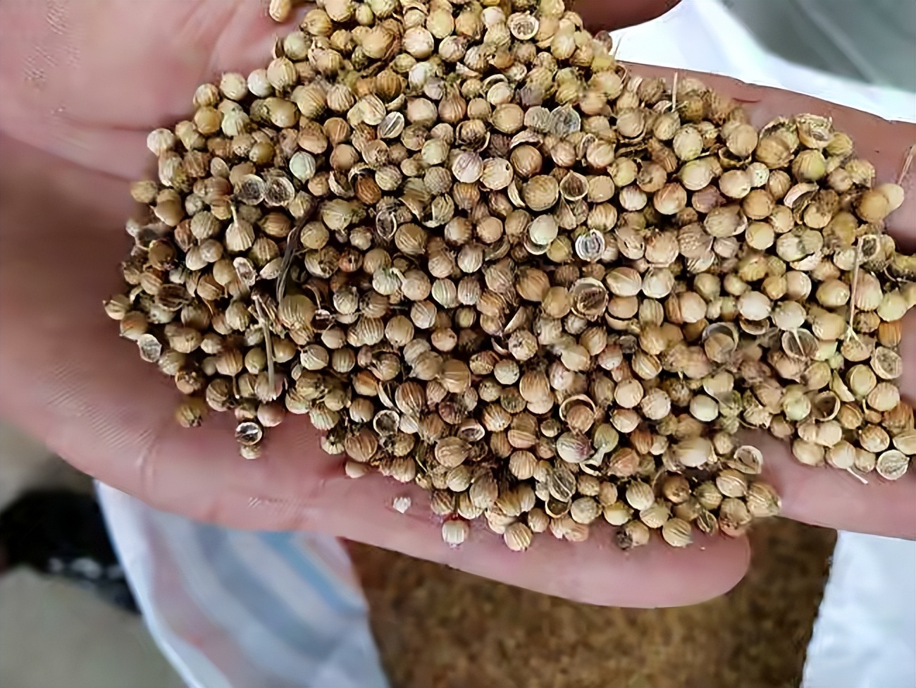 只需2步教你在家种香菜,最简单的在家种香菜方法