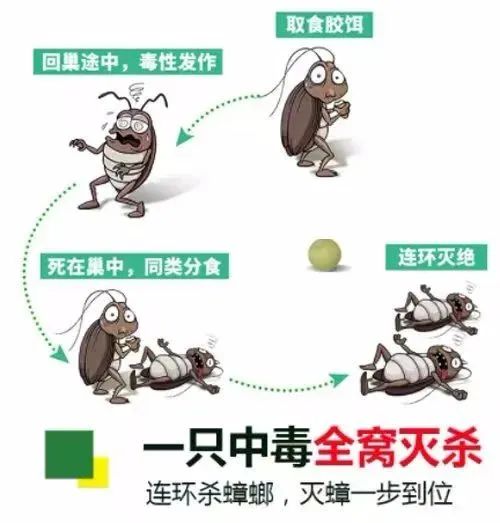 杀蟑螂最有效的杀虫剂,蟑螂防治最有效的处理方法是