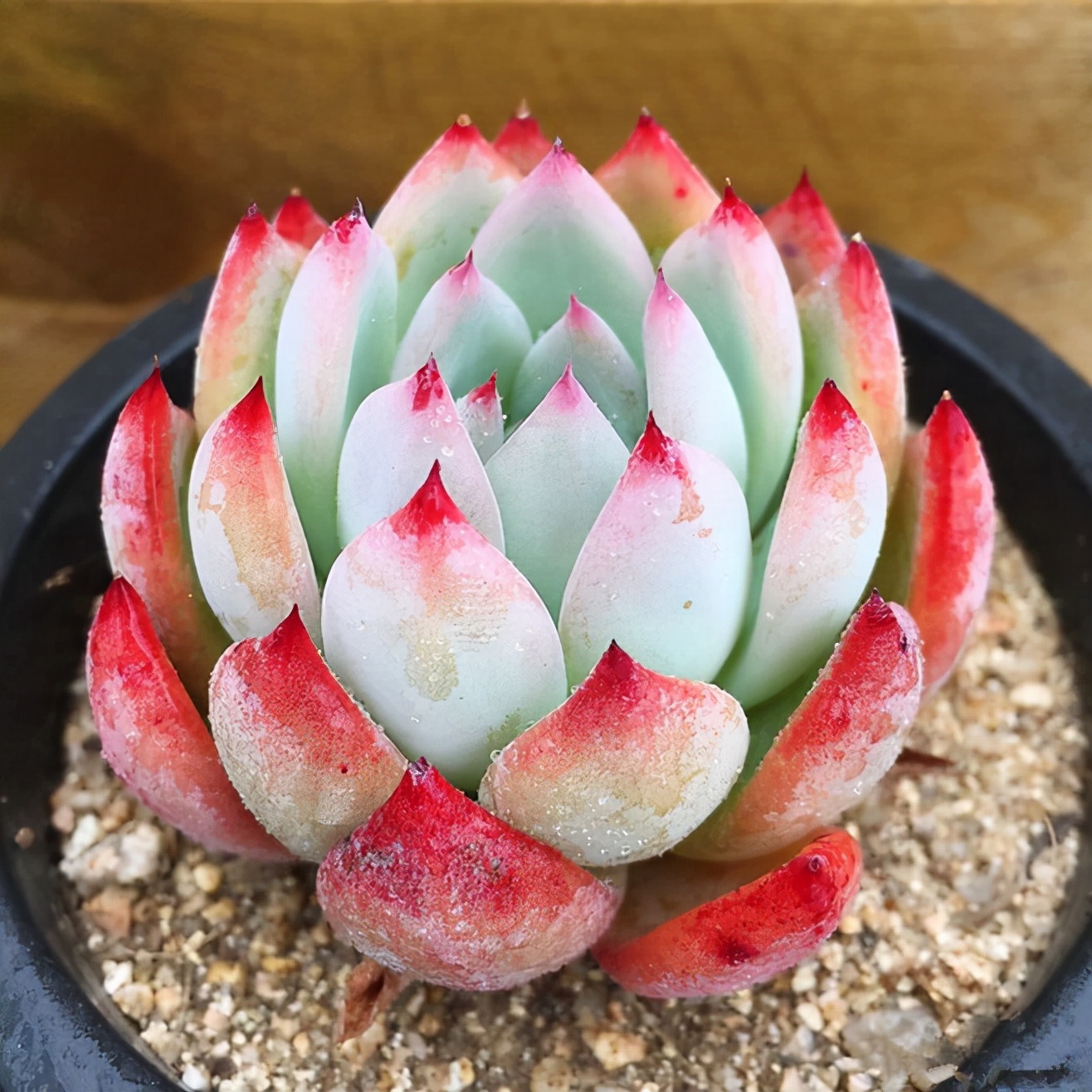 十二卷多肉的品种图鉴,100种多肉植物图片大全