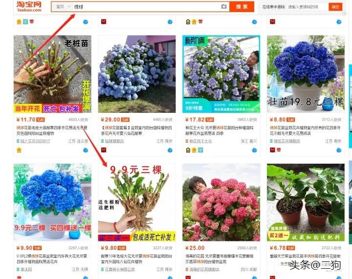 电商小白到运营总监需要多久,电商运营师怎么入门的