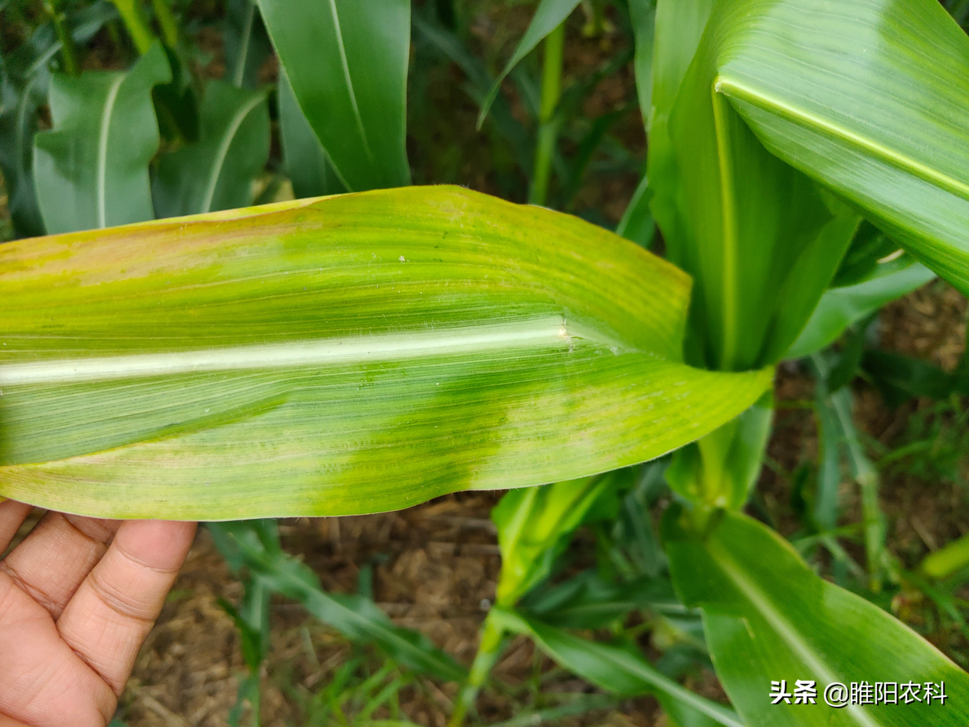 玉米烂心防治方法,玉米烂死什么原因