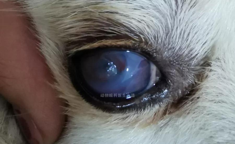 真菌性的眼角膜溃疡怎么治,在什么情况下得眼角膜溃疡