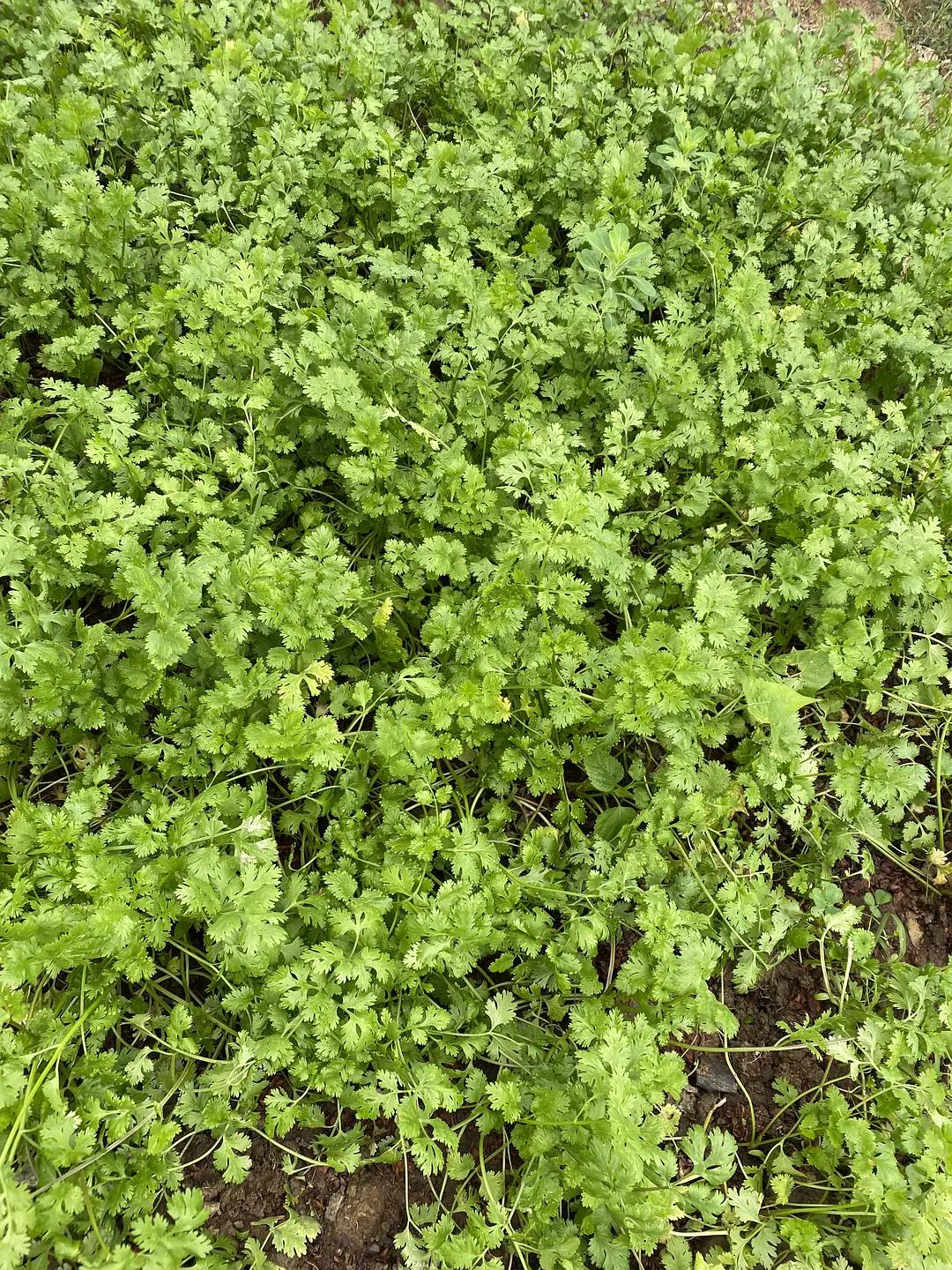 麦当劳上新香菜冰激凌,麦当劳新出的香菜冰淇淋