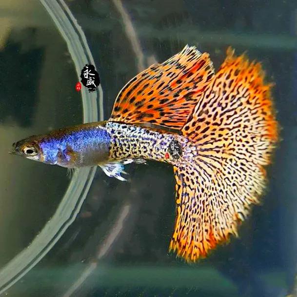 各种漂亮鱼的名称及图片,漂亮可爱的海水观赏鱼