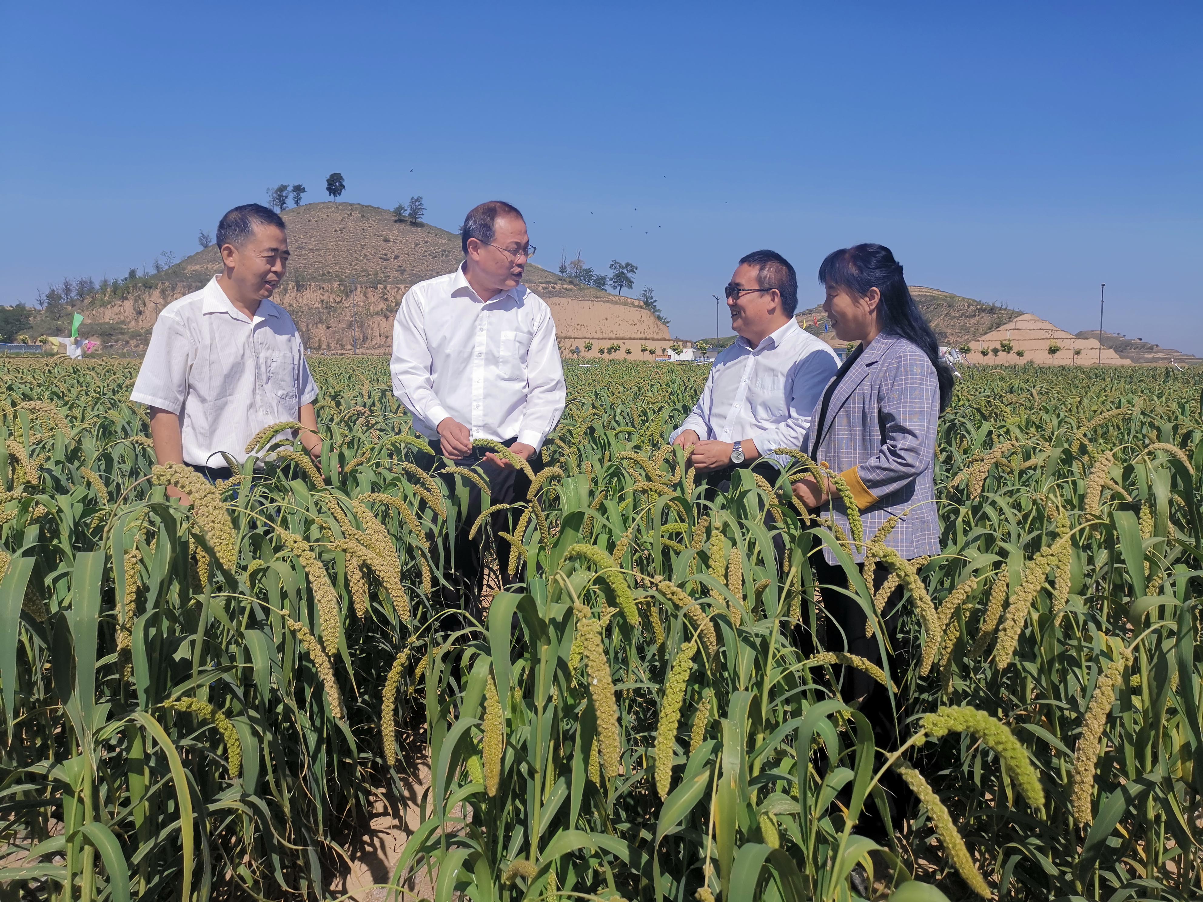 农业科技这十年丨冯佰利：深耕小杂粮成就品牌“天下知”