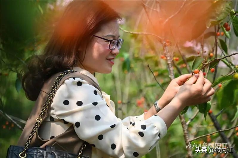 恩桃儿采摘园资中,恩桃儿采摘南充