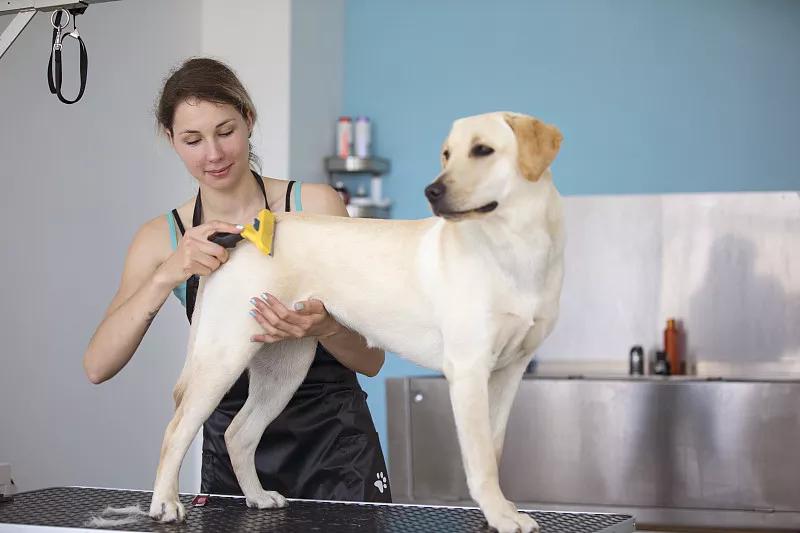 宠物基础服务包括什么服务,宠物服务包括哪些内容呢