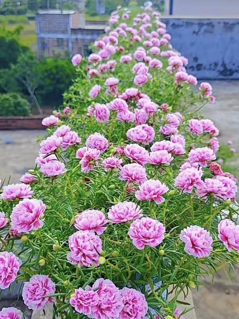 耐热的花好养的有哪些花卉,花期长耐热又好养的花卉