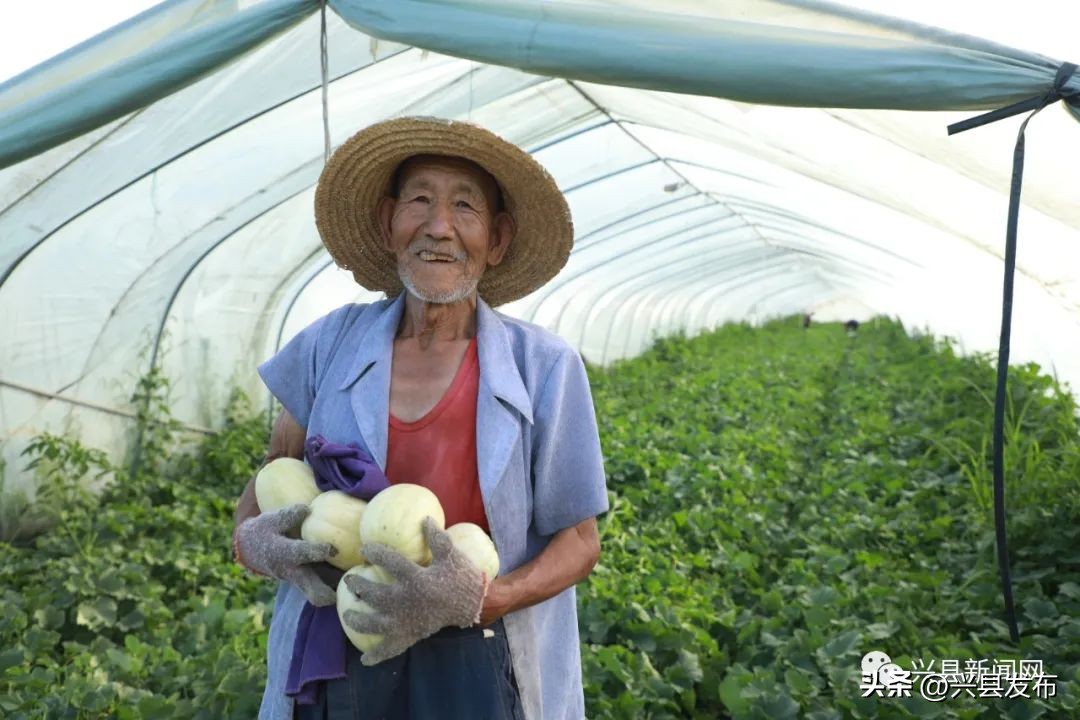 【乡村振兴】兴县康宁镇刘家曲村:大棚甜瓜喜丰收村民致富甜心头