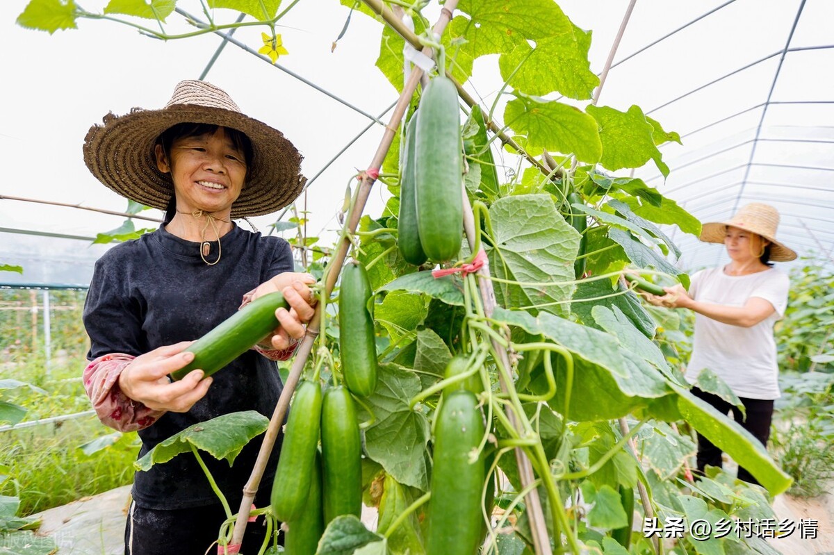 小苏打和尿素能一起用在蔬菜上吗,小苏打兑水喷洒蔬菜杀虫是真的吗