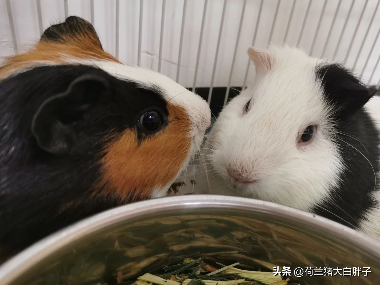 荷兰猪尿血处理方法,荷兰猪尿血了怎么办