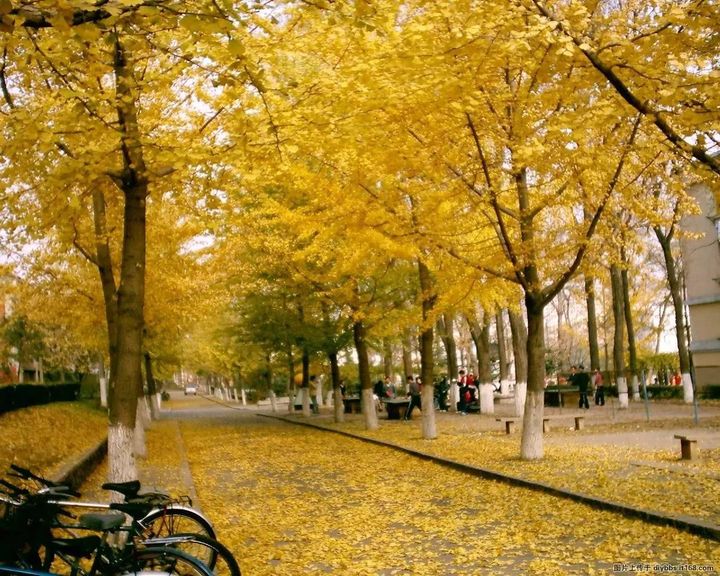 云南高校最新排名,云南各大高校排名