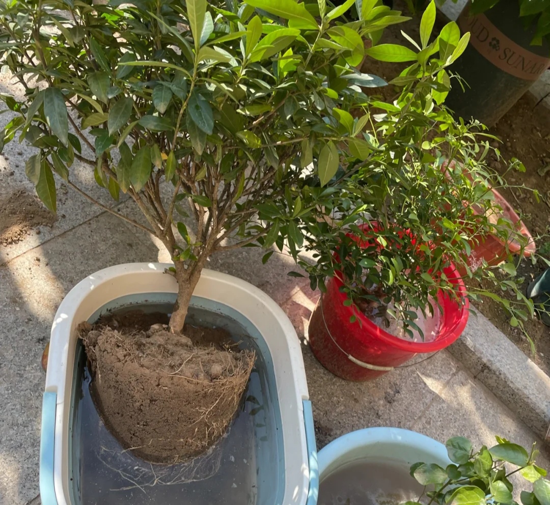 最好看最难养的花卉有哪些,最好养的10种花