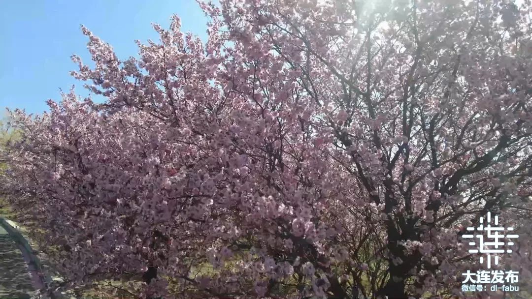 漫步大连,又是被“圈粉”的一天